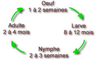 Cycle biologique du Lyctus
