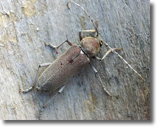 Hesperophane Hesperophane