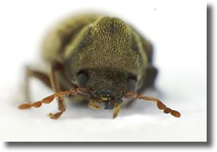 La petite vrillette - anobium punctatum La petite vrillette - anobium punctatum